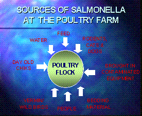 Dinasal_Dry_and_Liquid